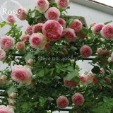 Mixed 4 Types of Climbing Rose Perennial Pink Red White Light Purple Flowers, 50 Seeds, fragrant climbing plants E3694