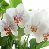 Rare Mixed Colorful Phalaenopsis Amabilis Butterfly Orchid, 100 seeds, fragrant attract butterflies light up your garden E3692