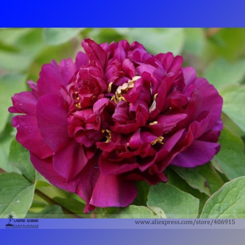 Heirloom 'Shou An Hong' Red Chinese Peony Seedling Flower Seeds, Professional Pack, 5 Seeds / Pack, Strong Fragrant Garden Plant