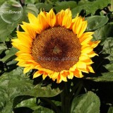 Heirloom Bonsai Short-stem Balcony Yellow Sunflowers, 15 seeds, ornamental garden plants E3707