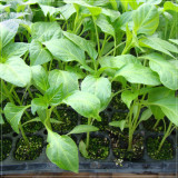 BELLFARM Giant Pepper Seeds Giant Marconi Hybrid Sweet Pepper, DIY Home Garden Vegetable Plant NF881