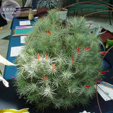 BELLFARM Tillandsia Funckiana Air Plant Seeds, approx 10 Seeds / Pack, professional pack, green with red flowers home garden