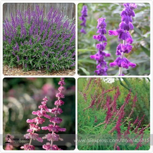 Salvia Leucantha Imported Mexican Bush Sage Pink Flower Seeds, Professional Pack, 30 Seeds / Pack, Bushy Shrub