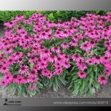 'May Jay' Red Purple Coneflower Echinacea purpurea Flower Seeds, Professional Pack, 100 Seeds / Pack, SOW MAY - SEPT