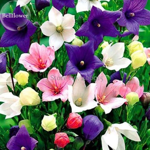 Rare Mixed Colorful Pink White Purple Red Campanula Bellflowers, 50 Seeds, fragrant dazzling flowers light up garden E3691