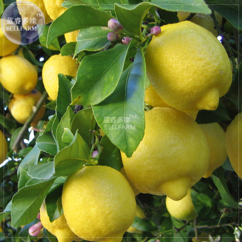BELLFARM Giant Lemon Yellow Fruit Tree Seeds, 20 seeds, professional pack, organic big fruits home garden plants