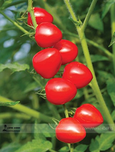 Heart-Shaped Tomatoberry Garden Tomato Hybrid Seed, Professional Pack, 100 Seeds / Pack, Thick Juicy Sweet Aromatic Tomato E3072