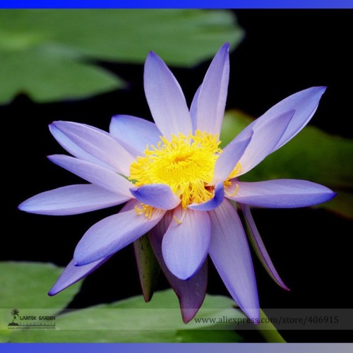 New Light Purple Water Nymph Flower Seeds, Professional Pack, 1 Seed / Pack, Pond Perennial Flower E3170