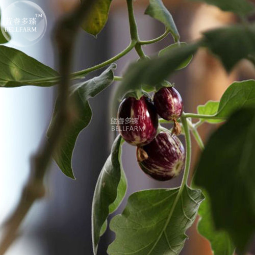 BELLFARM Eggplant Colorful Solanum Melongena Vegetable Seeds, 100 seeds, organic heirloom small vegetables