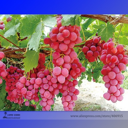 Heirloom Pink Hongti Grape Organic Seeds, Professional Pack, 15 Seeds / Pack, Tasty Hardy Plant Fruit E3090