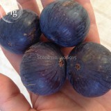 Fracazano Bianco Black Fig Tree, 6 seeds, organic fruits E3915