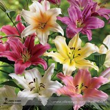 Heirloom Lilium Lily Flower Fragrant Perennial Flower Cheap Optimized 50 Seeds E3455