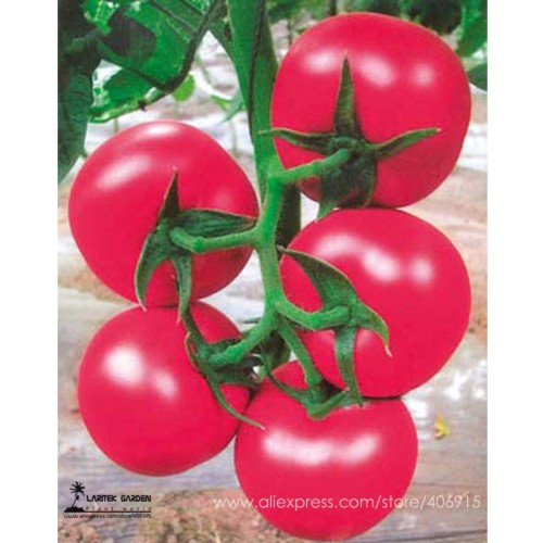 Heirloom 'Summer Pink' Big Truss Tomato Hybrid with storage stability High-yielding Vigorous growth Plant 20 Seeds