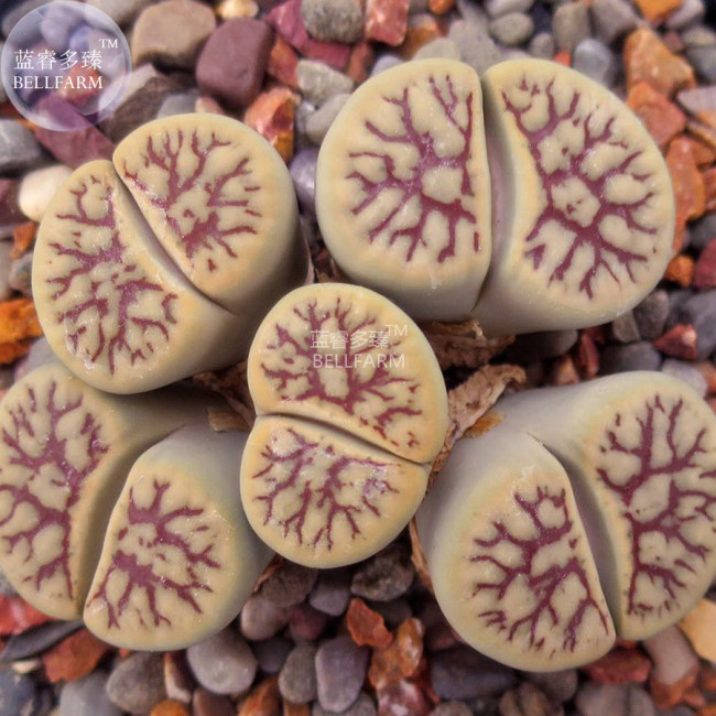 BELLFARM Lithops schwantesii cv.Nutwerk Seeds, 10 seeds, professional pack, 100% right varieties living stones