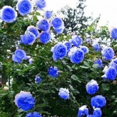 1 Professional Pack, 100 Seeds / Pack, Rare Blue Climbing Rose Seeds, Very Beautiful Ornamental Climbing Flowers #A00100