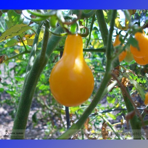 'Yellow Pear' Organic Heirloom Tomato Seeds, Professional Pack, 100 Seeds / Pack, Tasty Sweet Fruit E3319