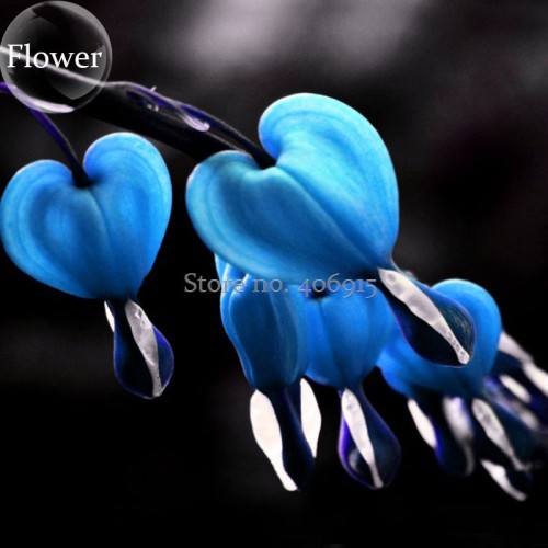 Dicentra Spectabilis Mixed Bleeding Heart Seeds, 5 seeds, Perennial Plant Herb  E3723