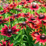 BELLFARM Cherry Dark Red Black Eyed Coneflowers Echinacea Seeds, 200 seeds, heirloom pereenial flowers big flowers