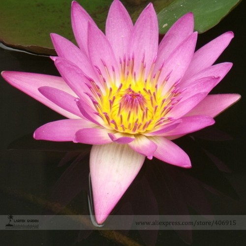 Heirloom Red American Water Lily 'the Madonna' Flower Seeds, Professional Pack, 1 Seed / Pack, Nymphaea Live Seed E3140