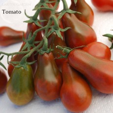 Chocolate Pear-shaped Cherry Tomato, 100 seeds, organic tasty edible vegetables E3813