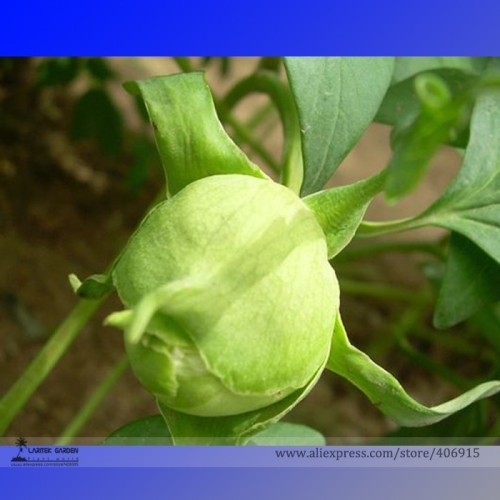 Heirloom 'Ying Ge Lv' Small Green Peony Shrub Bonsai Flower Seeds, Professional Pack, 5 Seeds / Pack, Light Fragrant Indoor Seed
