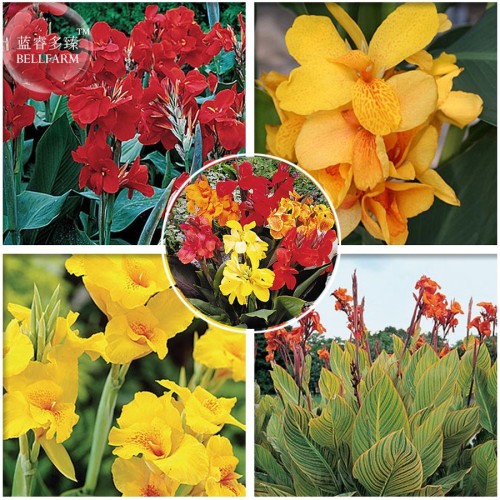 Imported Mixed 5 Types of Canna Flowers, Professional Pack, 5 Seeds, deep red yellow orange hybrid colorful red colors E3990