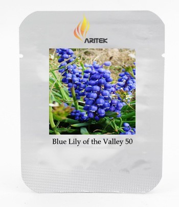 Rare 'Blue Flower Goddess' Lily of the valley Convallaria majalis Perennial Flower Seeds, Professional Pack, 50 Seeds / Pack