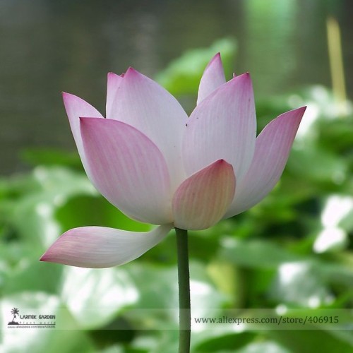 Heirloom Strong Fragrant White Lotus with Light Red Color Seeds, Professional Pack, 1 Seed / Pack, Nelumbo Nucifera E3133