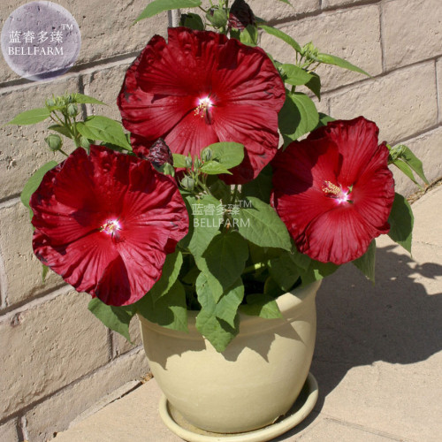 BELLFAMR Deep Red Hibiscus Seeds, Professional Pack, 20 Seeds / Pack, The Darkest, Most Velvety Red Ever Bonsai Flower E3148