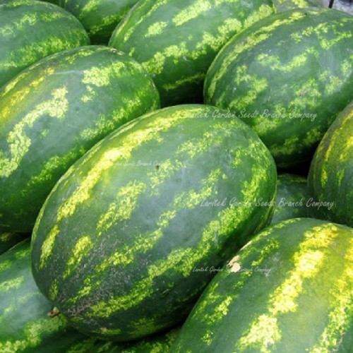 Very Sweet  Big Oval Seedless Watermelon Organic Seeds, Professional Pack, 20 Seeds / Pack, Edible Non-gmo Juicy 14% Sugar Melon