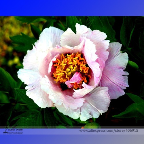 Heirloom 'Hua Wang' White Pink Black Peony Plant Seeds, Professional Pack, 5 Seeds / Pack, Strong Fragrant Garden Flowers E3313