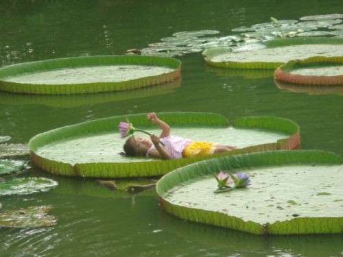 Victoria Amazonica Giant Waterlily Seed, Professional Pack, 5 Seeds / Pack, Rare Giant Lotus Aquatic Plant #E3485