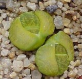 Lithops otzeniana acf. 'Aquamarine' Living Stone Seeds, Professional Pack, 10 Seeds, green succulent with white flowers TS277T