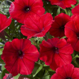 BELLFARM Dark Red Velour Petunia Seeds, Professional Pack, 200 Seeds / Pack, Cold Hardy Heat Tolerant Beautiful Flowers E3151