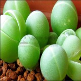 1Professional  Pack, 20 Seeds / Pack, Exterior Loveliness Gibbaeum Heathii Flowering More Than Meat Seeds + My Mysterious