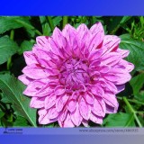 Heirloom Rare Different Types of Dahlia Flower Hybrid Seeds, Professional Pack, 50 Seeds / Pack, 100% True Varieties E3238