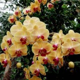 Rare Mixed Colorful Phalaenopsis Amabilis Butterfly Orchid, 100 seeds, fragrant attract butterflies light up your garden E3692