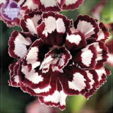 BELLFARM Carnation Giant Mixed Sweet Fragrant Flower Seeds, 200 seeds, professional pack, bi-color purple orange white black