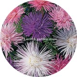 Rare Imported Mixed 5 Types of Aster Flower Seeds, Professional Pack, 50 Seeds, purple red pink colorful blue mixed E3991