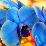 Blue Butterfly Orchid Seeds, 100 seeds, fragrant pretty light up garden E3601