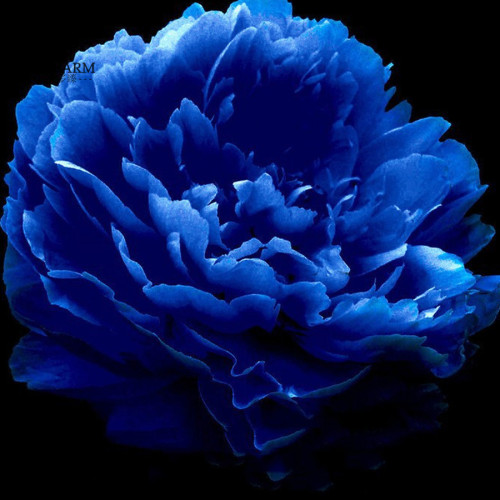 BELLFARM Rare 'Luo Yang' Dark Blue Tree Peony Flower Bonsai, 5 Seeds, New Variety Light up Your Garden NF736
