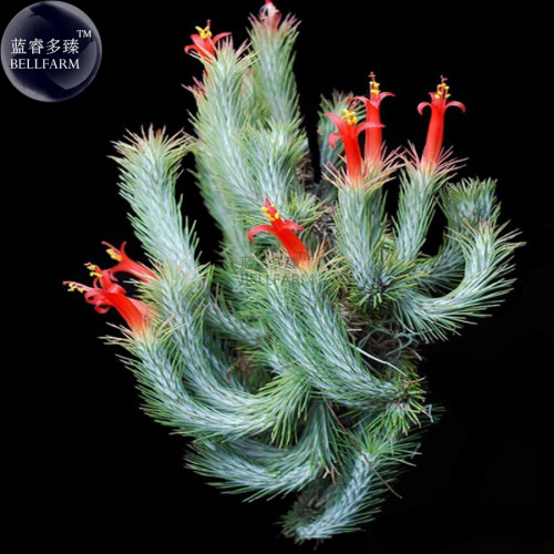 BELLFARM Tillandsia Funckiana Air Plant Seeds, approx 10 Seeds / Pack, professional pack, green with red flowers home garden