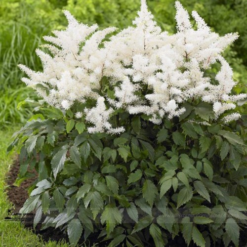 White Astilbe Chinensis, Professional Pack, 100 Seeds / Pack, Very Beautiful Garden Flowers #LG00025
