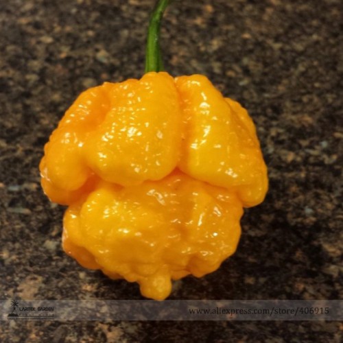 Heirloom Yellow Trinidad Moruga Scorpion Chili Pepper Seeds, Professional Pack, 10 Seeds / Pack E3230