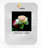 Rare Heirloom Light Yellow Nelumbo Nucifera Lotus with Red Top Flower Seeds, Professional Pack, 1 Seed / Pack, Fragrant E3160
