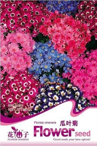 1 Original Pack, 30 Seeds / Pack, Cineraria Hybrida Royalty Mixed Flower Annual Shade Loving or Indoor #A079