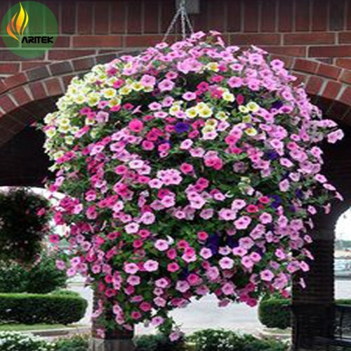 Heirloom Mixed Hanging Petunia Flower Seeds, Professional Pack, 100 Seeds, New Flowers Light up Your Garden TS029