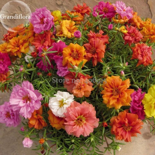 Rare Beautiful Colorful Portulaca Grandiflora Flowers, 200 Mixed Seeds, bonsai garden flowers light up your garden E3695