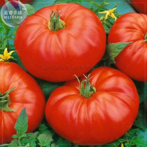 Beefmaster Hybrid F1 Tomato Seeds, 100 Seeds, Professional Pack, giant tasty edible sweet vegetables E4076