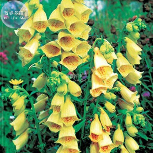 BELLFARM Foxglove Mixed Yellow White Pink Chocolate Mixed Perennial Flower Seeds, 200 seeds, digitalis parviflora garden flowers